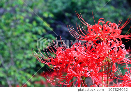 [Kagawa Prefecture] Bright red cluster amaryllis blooming around the equinox (Lake Hozan/Kagawa Irrigation Reservoir) 107824032