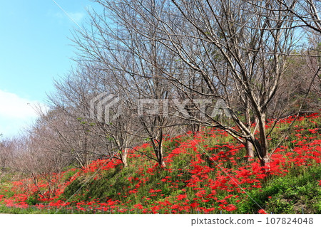[Kagawa Prefecture] Bright red cluster amaryllis blooming around the equinox (Lake Hozan/Kagawa Irrigation Reservoir) 107824048