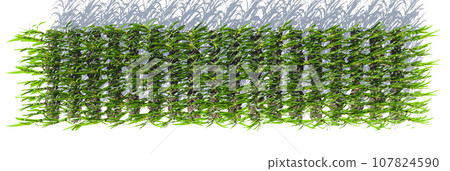 Many rows of corn plants with green cobs on a white background. Corn plant 3D on isolated background 107824590