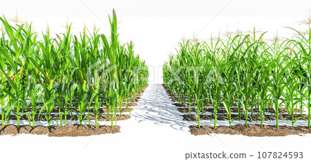 Many rows of corn plants with green cobs on a white background. Corn plant 3D on isolated background 107824593