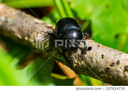 Earth boring dung beetles, Anoplotrupes stercorosus Earth boring dung beetles, Anoplotrupes stercorosus 107824738