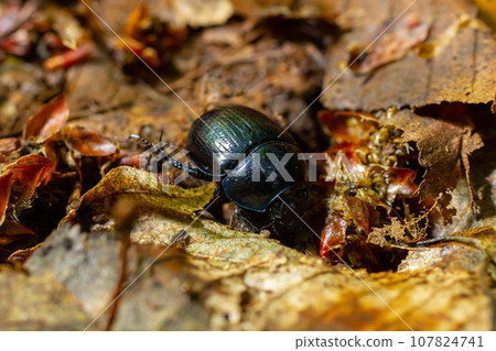 Earth boring dung beetles, Anoplotrupes stercorosus 107824741