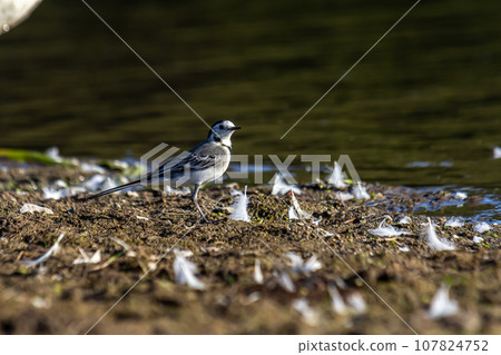 Motacilla alba - The white wagtail, is a small species of passerine bird in the Motacillidae family 107824752