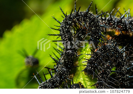 caterpillars of a European peacock butterfly on green leaves they feed on 107824779