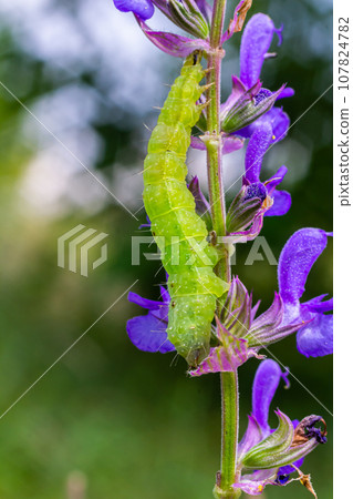 Caterpillar sliding along a stalk of sage with green background 107824782