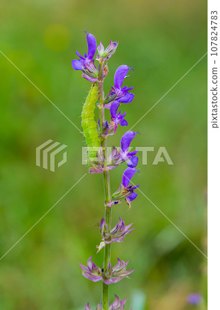 Caterpillar sliding along a stalk of sage with green background Caterpillar sliding along a stalk of sage with green background 107824783