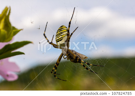 A wasp spider in a large web on a background of green grass on a sunny day. Argiope bruennichi A wasp spider in a large web on a background of green grass on a sunny day. Argiope bruennichi 107824785