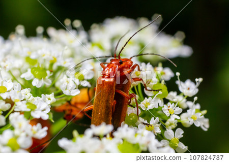 Common red soldier beetle Rhagonycha fulva Common red soldier beetle Rhagonycha fulva 107824787