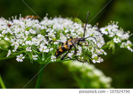 Closeup on a Spotted longhorn beetle, Leptura maculata on the white flower of a Wild carrot, Daucus carota 107824790