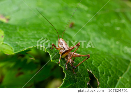 Natural closeup on a sub-adult dark bush-cricket, Pholidoptera griseoaptera sitting on a green leaf 107824791