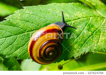 Oxychilus alliarius , commonly known as the garlic snail or garlic glass-snail 107824794