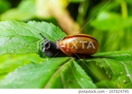Oxychilus alliarius , commonly known as the garlic snail or garlic glass-snail Oxychilus alliarius , commonly known as the garlic snail or garlic glass-snail 107824795