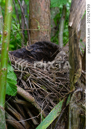 A blackbird's nest was left among the thickets of trees A blackbird's nest was left among the thickets of trees 107824799