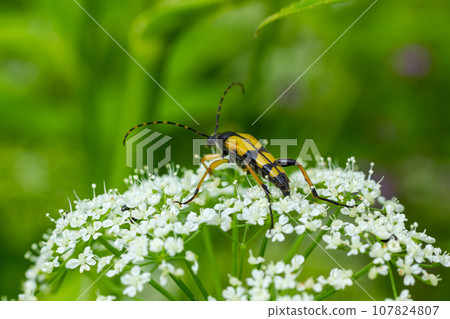 Closeup on a Spotted longhorn beetle, Leptura maculata on the white flower of a Wild carrot, Daucus carota Closeup on a Spotted longhorn beetle, Leptura maculata on the white flower of a Wild carrot, Daucus carota 107824807
