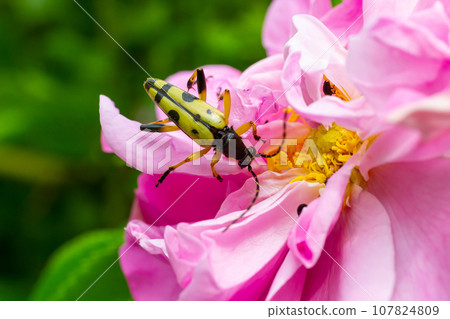 Closeup on a Spotted longhorn beetle, Leptura maculata on the pink flower, Daucus carota Closeup on a Spotted longhorn beetle, Leptura maculata on the pink flower, Daucus carota 107824809