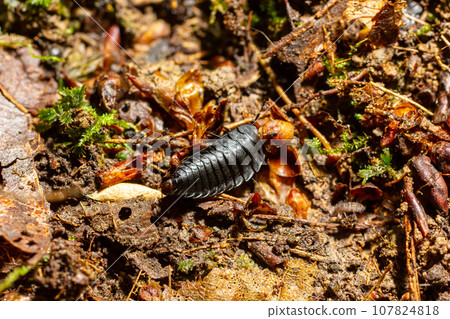 Larva of large carrion beetles, carrion beetles or burying beetles Silphidae Larva of large carrion beetles, carrion beetles or burying beetles Silphidae 107824818