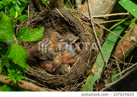 Baby birds in the nest birds and mistle thrushes. Thrushes Baby birds in the nest birds and mistle thrushes. Thrushes 107824820