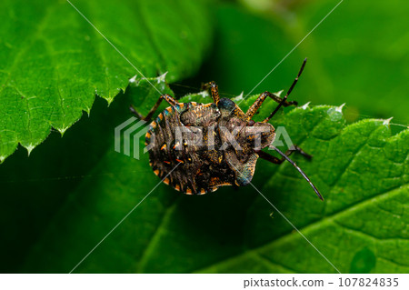A closeup shot of a brown forest bug or red-legged shieldbug on a green leaf, Pentatoma rufipes 107824835