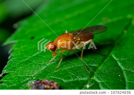 Male common fruit fly Drosophila Melanogaster sitting on a blade of grass with green foliage background 107824836