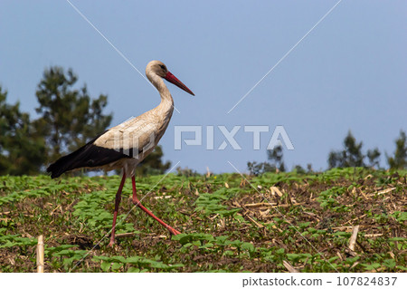 White stork, Ciconia ciconia bird is hunting on grassy swamp 107824837