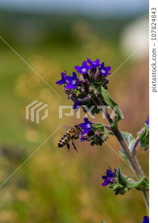 A bee collects pollen near a flower. A bee flies over a flower in a blur background 107824843