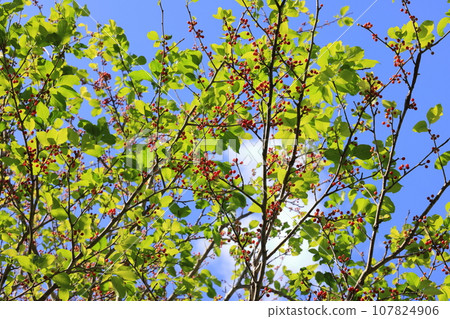 天然植物“Aohada”,鐘形紅色果實在秋日天空的襯托下格外引人注目① 天然植物“Aohada”,鐘形紅色果實在秋日天空的襯托下格外引人注目① 107824906