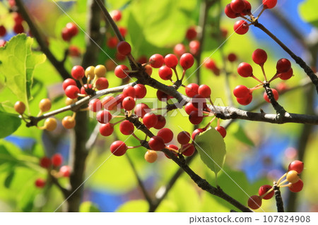 Natural plant Aohada, a bell-shaped red squid fruit. It looks delicious, but the birds don't seem to eat it much either. Natural plant Aohada, a bell-shaped red squid fruit. It looks delicious, but the birds don't seem to eat it much either. 107824908