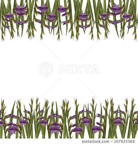 Watercolor gladioluses seamless banner, pattern. Floral frame with violet flowers, buds, leaves. Hand painted isolated illustration on white background Design for wedding, invitations, greeting cards Watercolor gladioluses seamless banner, pattern. Floral frame with violet flowers, buds, leaves. Hand painted isolated illustration on white background Design for wedding, invitations, greeting cards 107825368