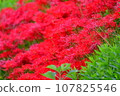 red spider lily 107825546
