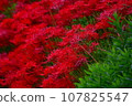 red spider lily 107825547