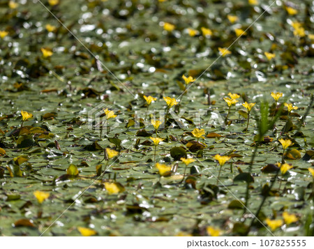 池塘裡盛開的黃色阿薩薩花 107825555