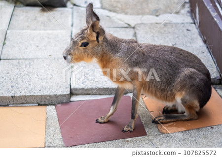 馬拉哺乳動物 馬拉哺乳動物 107825572