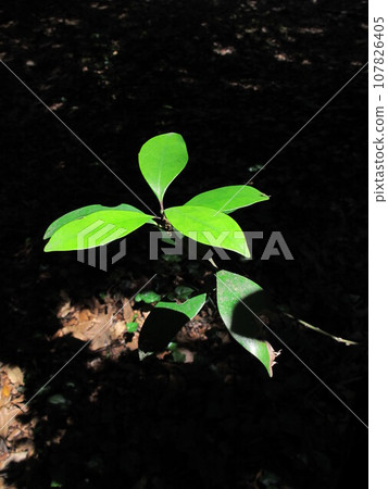 初夏森林裡的幼葉，陽光透過樹葉過濾 107826405