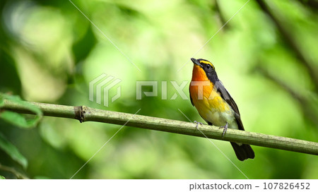 基比塔基 107826452