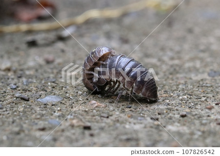 Male and female pill bugs 107826542