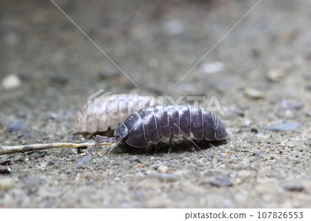 雄性和雌性藥丸蟲 雄性和雌性藥丸蟲 107826553