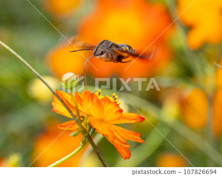 Hoshihojak sucking honey from Kibana Cosmos 107826694
