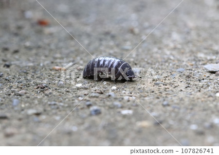 男性藥丸蟲 男性藥丸蟲 107826741