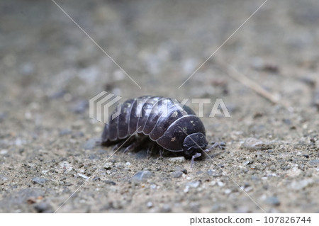 male pill bug male pill bug 107826744