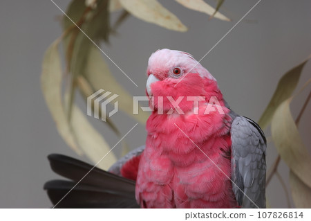 beautiful parakeet galah 107826814