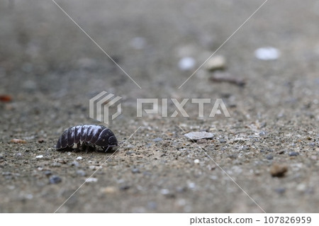 Pillbug 材質(附複製空間) Pillbug 材質(附複製空間) 107826959