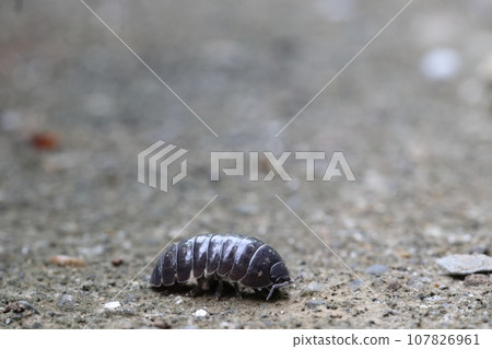 Pillbug material (with copy space) 107826961