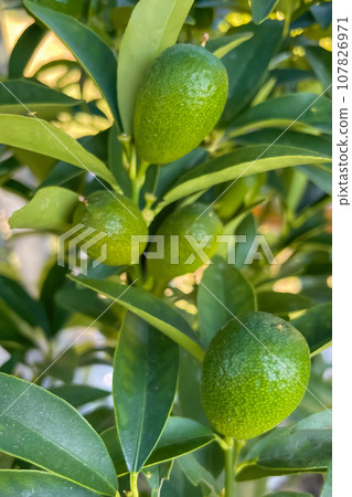 Kumquats or cumquats in Australian English, are a group of small, angiosperm, fruit-bearing trees in the family Rutaceae. Kumquats or cumquats in Australian English, are a group of small, angiosperm, fruit-bearing trees in the family Rutaceae. 107826971