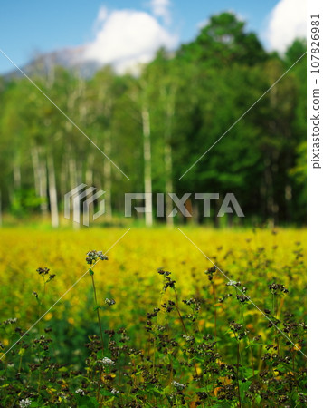 Kaida Kogen Kisoma no Sato - View of Mt. Ontake from the buckwheat fields 107826981