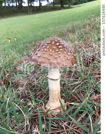 beautiful mushrooms 107826986
