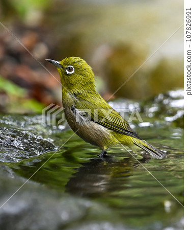 沐浴白眼 107826991