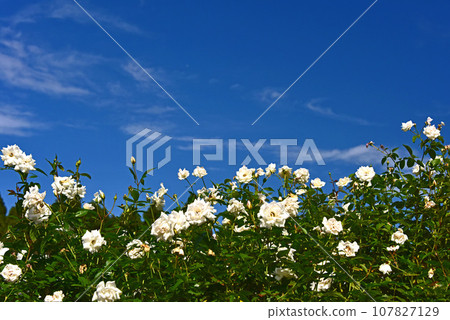 Blue sky and rose flowers Blue sky and rose flowers 107827129