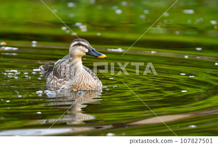 鴨 107827501