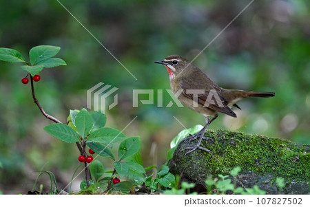 紅喉歌鴝 107827502