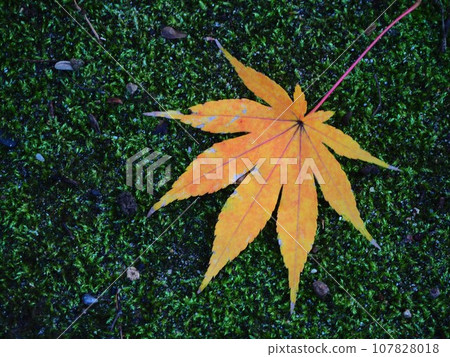 日本的秋天:秋葉落在苔蘚上 日本的秋天:秋葉落在苔蘚上 107828018